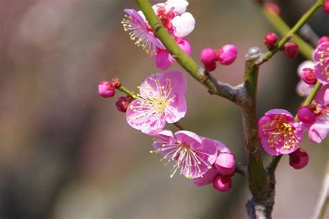 松紅梅花語|梅花的花語是什麼？不同顏色花語也不同。梅花的花語。